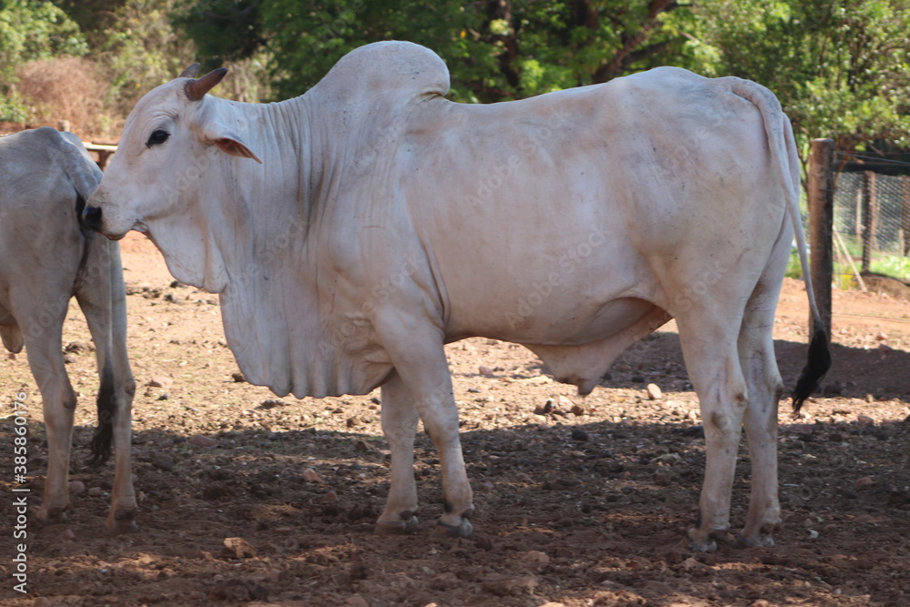 boi nelore, fazenda, gado nelore