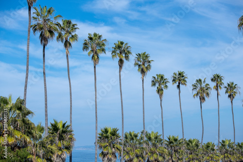 Line of palm trees La Jolla California photo