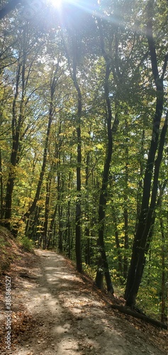 path in the forest