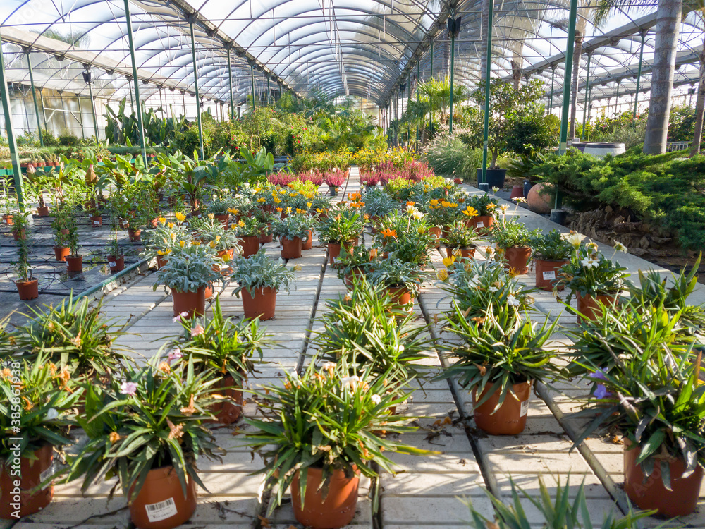 Lots of potted plants in a greenhouse