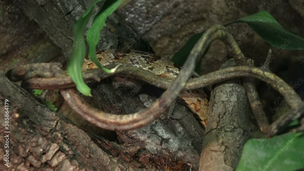 Snake crawling behind roots, scales in detail, habitat