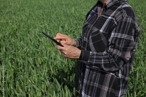 Female farmer or agronomist inspect quality of green wheat plants in field using tablet, spring time
