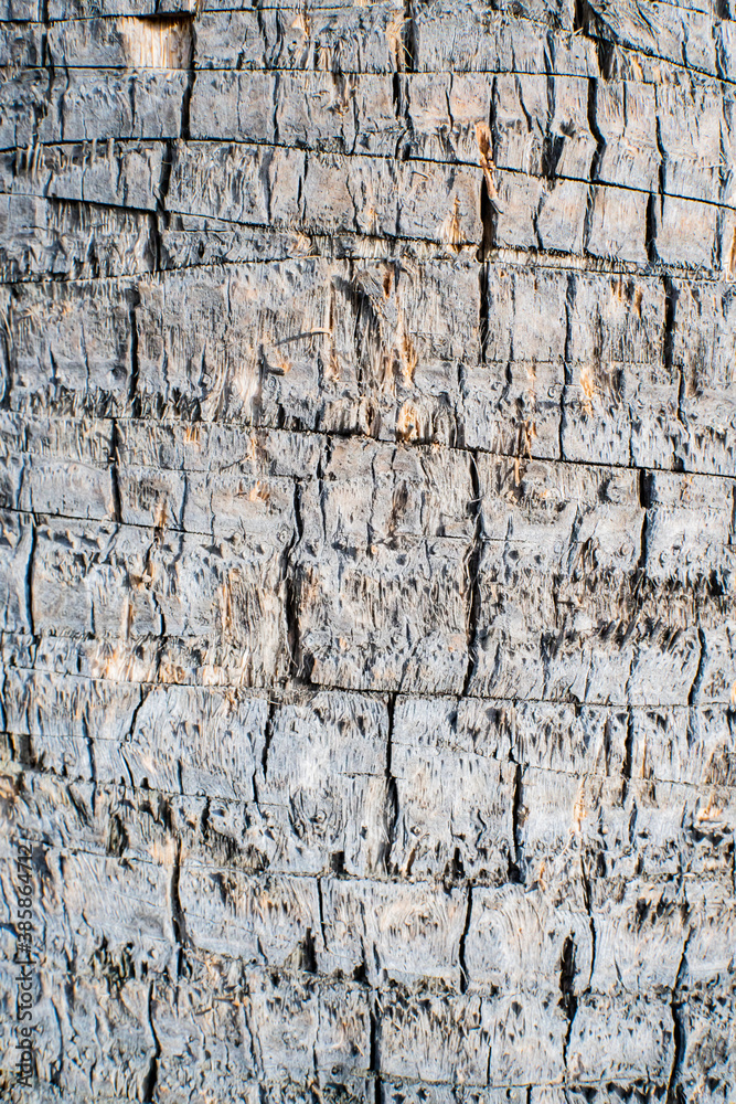 the bark of the palm tree closeup the bark of the palm tree closeup
