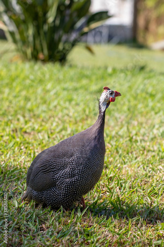 guinea fowl in every corner of a farm 