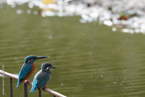 common kingfisher in pond