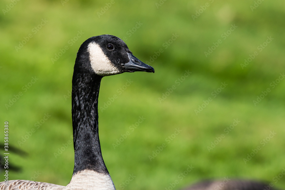 Portrait of Alert Canada Goose on Green Background Portrait of Alert Canada Goose on Green Background
