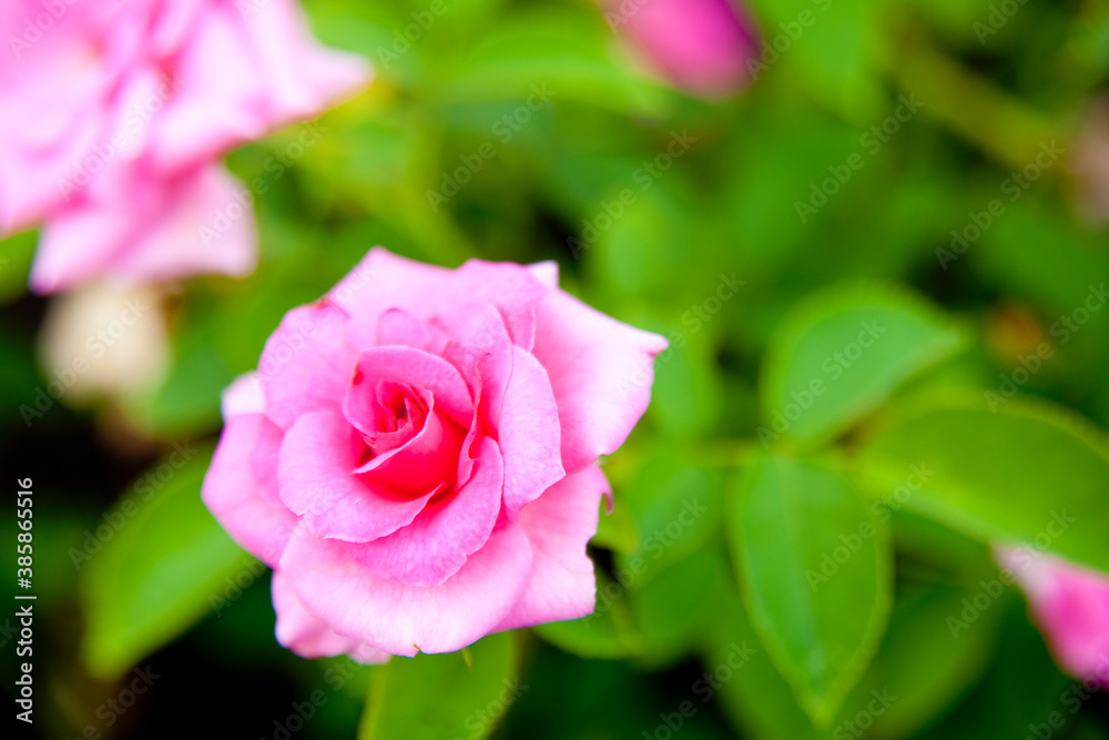 ピンクの薔薇 ピンクの薔薇