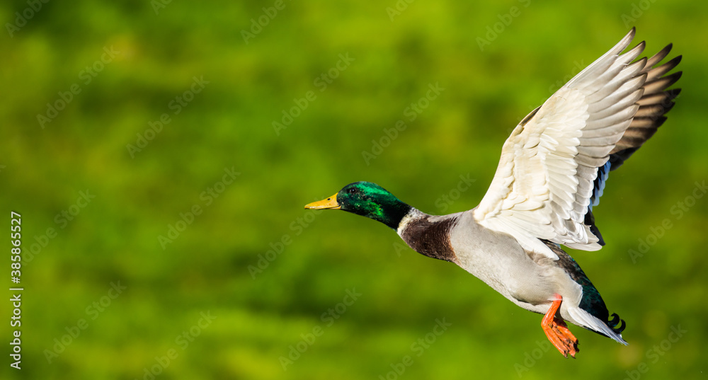 Obraz premium Beautiful Bird In Flight Mallard Duck Image
