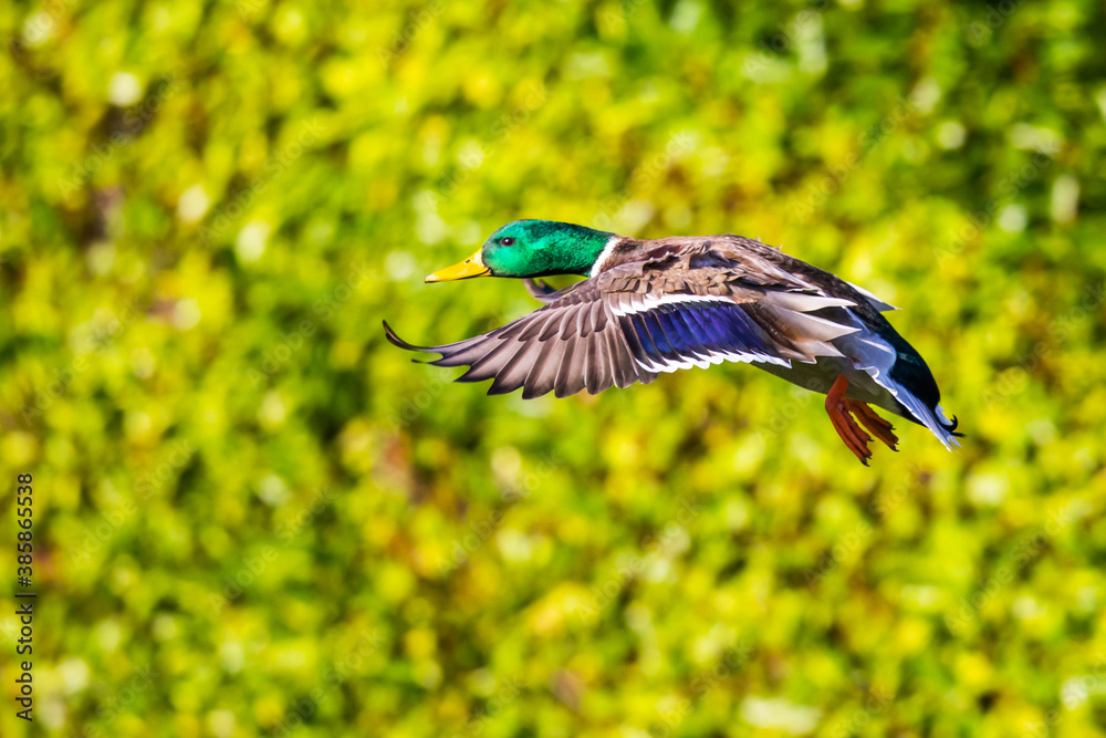 Obraz premium Beautiful Bird In Flight Mallard Duck Image