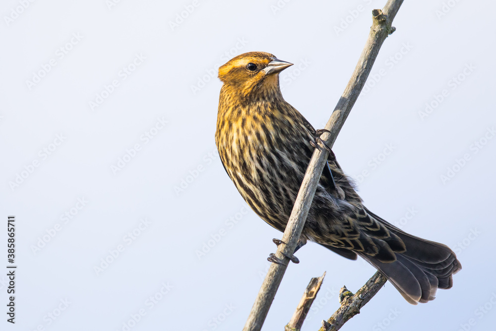 Fototapeta premium Female Red-Winged Blackbird Stares at Photographer