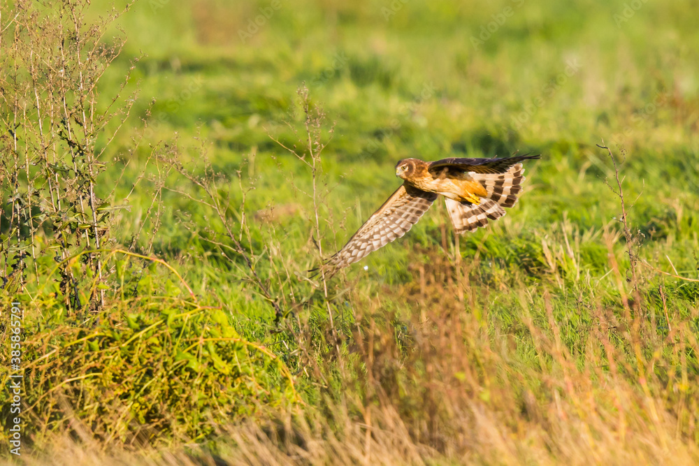 Northern Harrier Hawk Hunts Over Grasslands