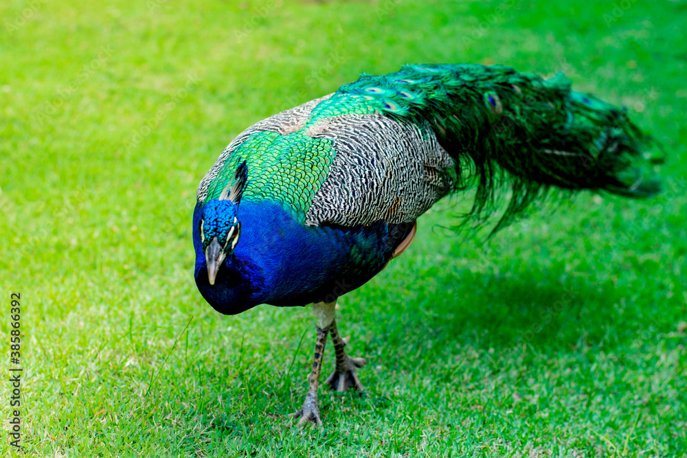 Fototapeta premium Pavão na natureza