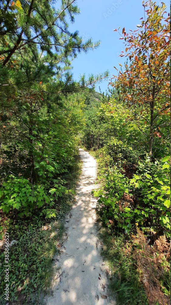 Hiking Trail Through Lush Green Forest Hiking Trail Through Lush Green Forest