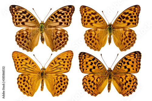 four beautiful brown butterflies on a white background