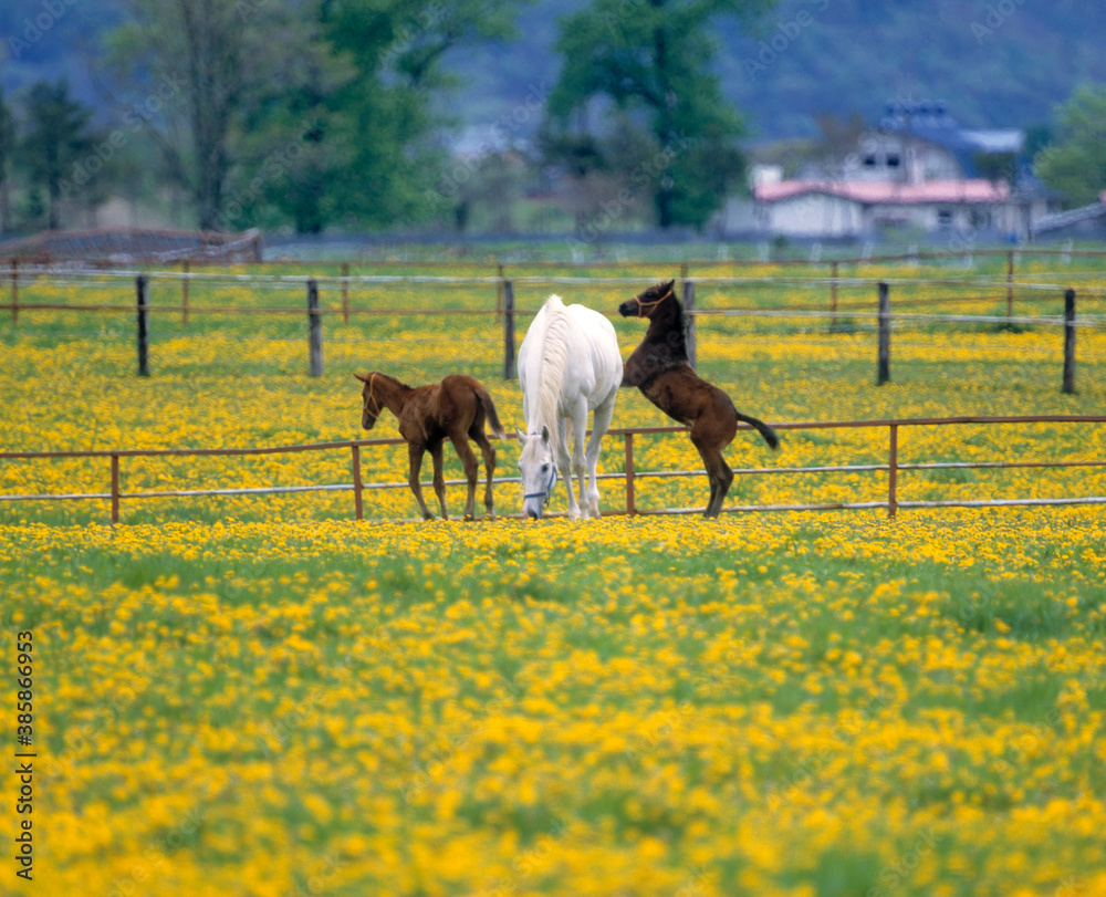 Obraz premium 馬の親子