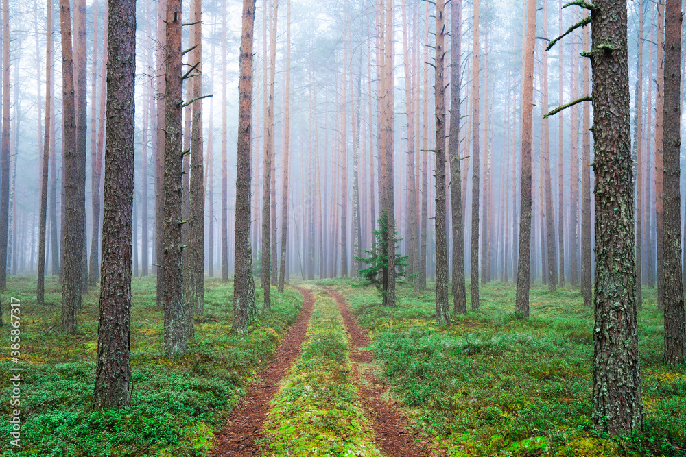 Obraz premium Autumn forest with green moss