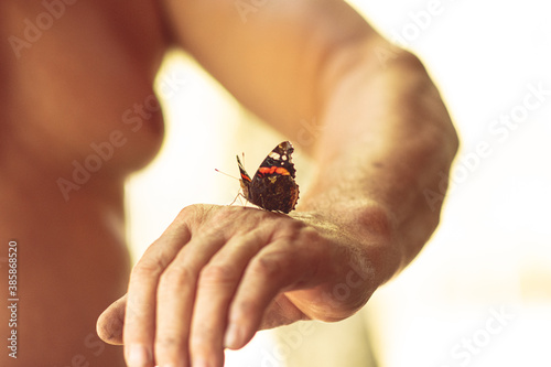 butterfly on hand