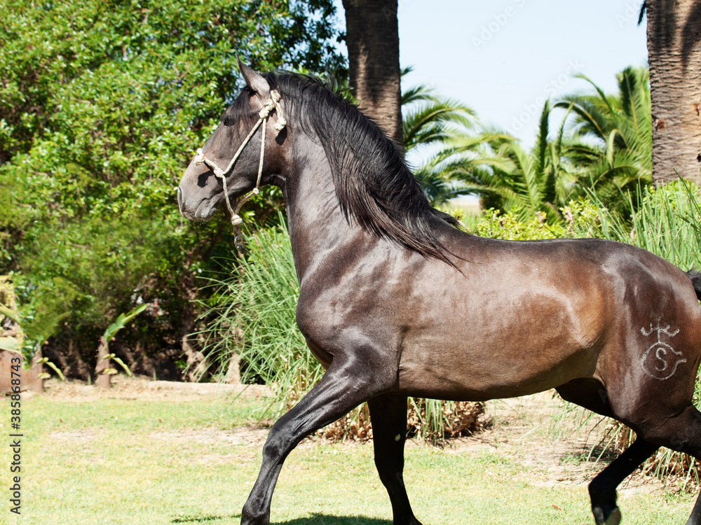 Young Andalusian grey stallion running. Andalusia, Spain Young Andalusian grey stallion running. Andalusia, Spain