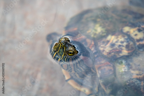  Turtle breathing on the surface of a lake