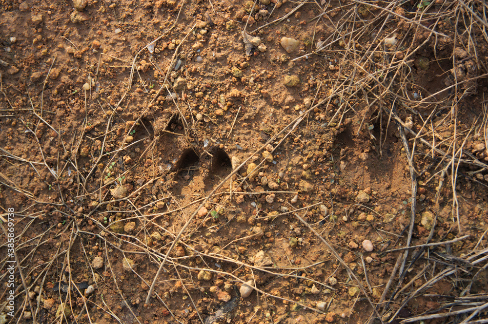 Wild boar footprints marked in the damp earth Wild boar footprints marked in the damp earth