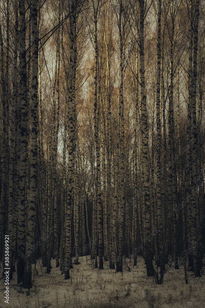 Fototapeta premium forest in winter