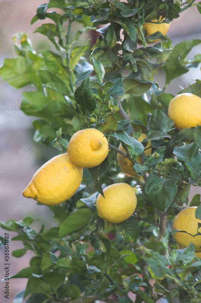 A lemon tree branch full of ripe lemons