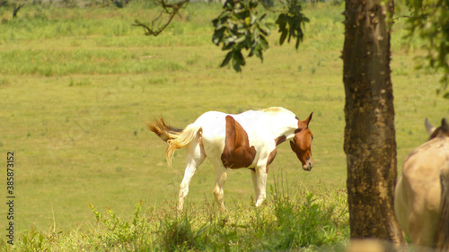  Horses grazing on a farm in the state of Minas Gerais, Brazil