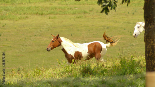  Two horses fighting on a farm in the state of Minas Gerais, Brazil