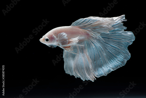 Colourful Siamese fighting fish is moving moment isolate on black background/Colourful betta fish