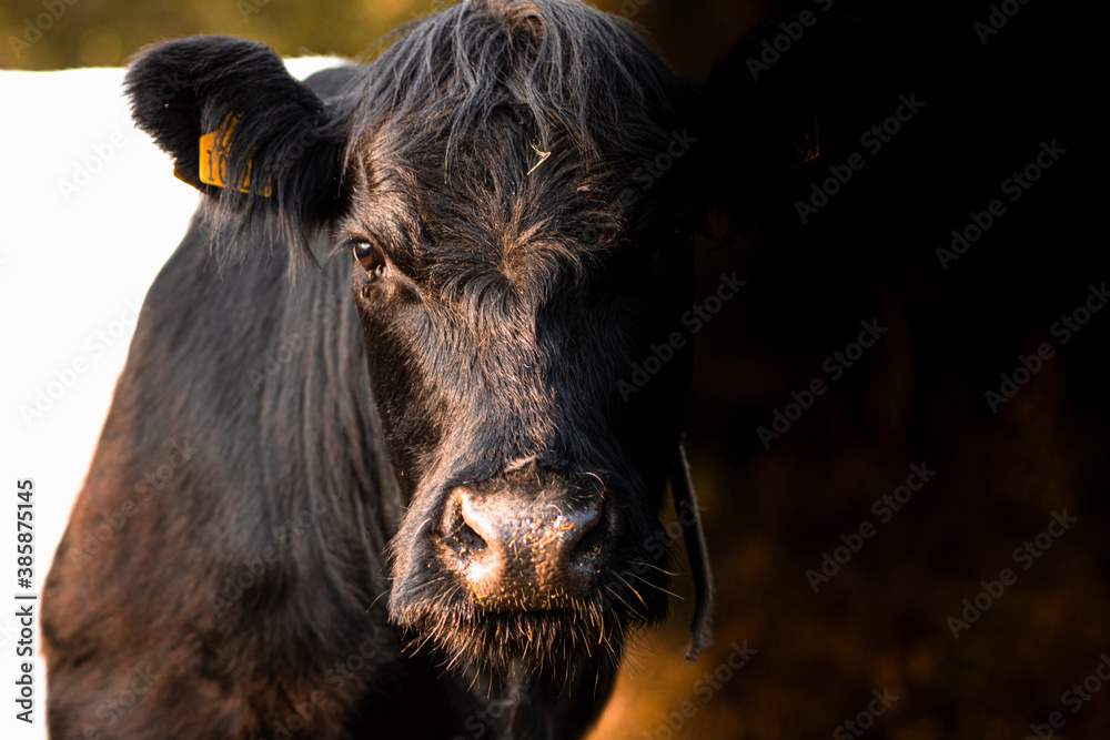 portrait of a cow portrait of a cow