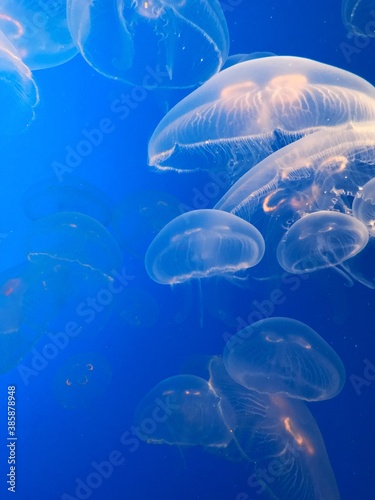 Many floating jellyfish in blue waters