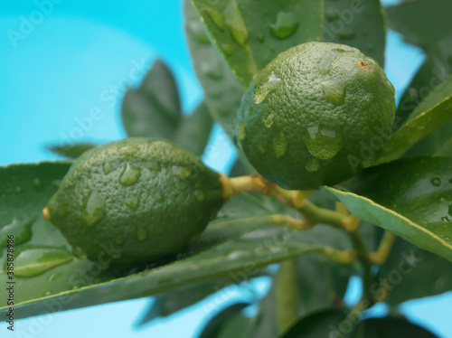 Background with lemon fruits outdoor, after the rain. Greenhouse citrus plant, the background is blue water. photo