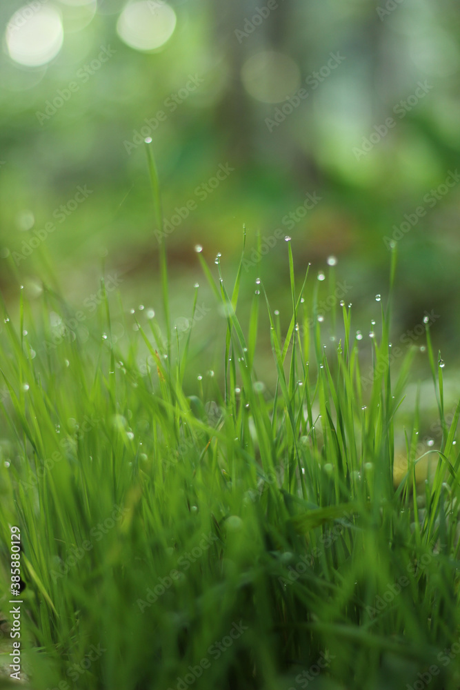 Fototapeta premium dew drops on grass