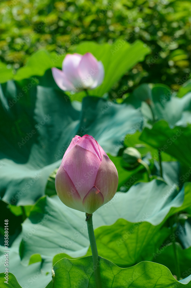 蓮の蕾の奥に開花した花