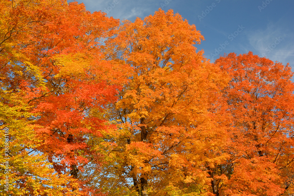 Autumn in New England. Deep blue sky and tall maple trees with brilliant red and orange leaves. Autumn in New England. Deep blue sky and tall maple trees with brilliant red and orange leaves.