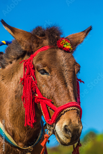 Horse close up with a red scarf