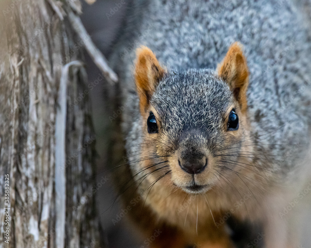 Squirrel Portrait Squirrel Portrait
