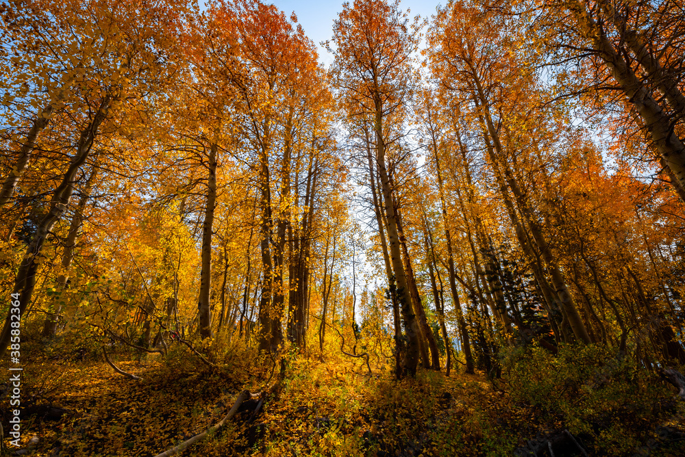 Image of an Autumn forest