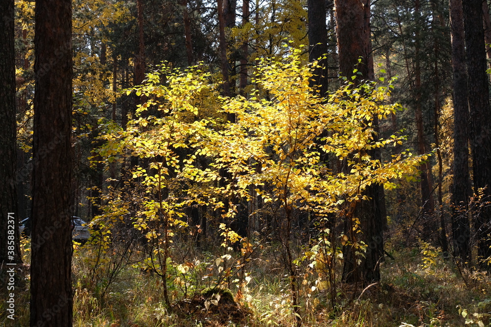 Obraz premium Autumn fores