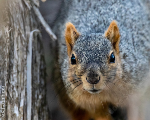 Squirrel Portrait © Cory
