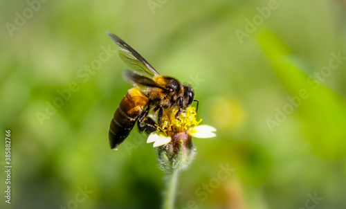 bee on a flower © Logo sticker 