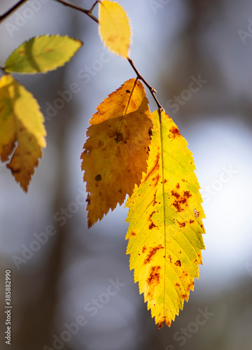 yellow autumn elm leaves on the tree