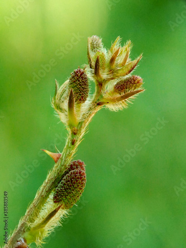 Mimosa pudica flower branch with green background