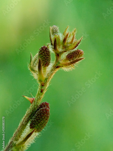 Mimosa pudica flower branch with green background