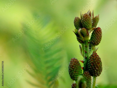 Mimosa pudica flower branch with green background