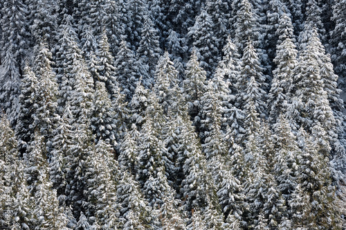 雪の杉林