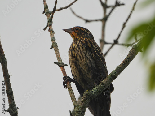Female Red-Winged Blackbird Bird Perched on Bare Tree Branch with Orange, Red, White and Brown Feather Patterns and Large Beak © Jennifer Davis