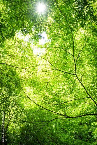 新緑の六甲山。森の中に太陽光が差し込み、若葉が輝く