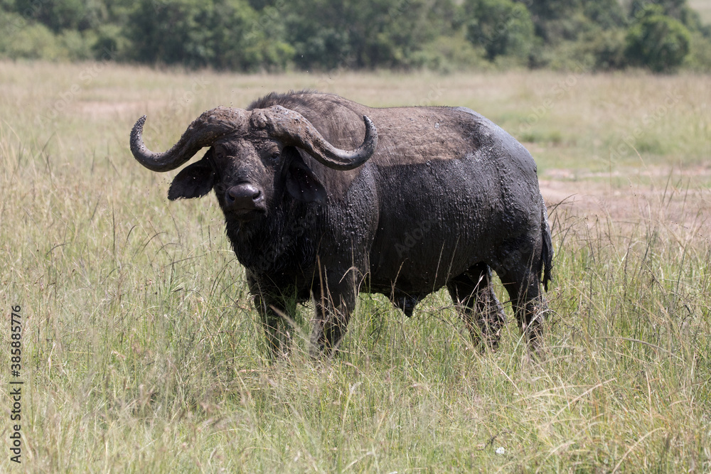 An African buffalo or Cape buffalo (Syncerus caffer) in Tanzania. An African buffalo or Cape buffalo (Syncerus caffer) in Tanzania.