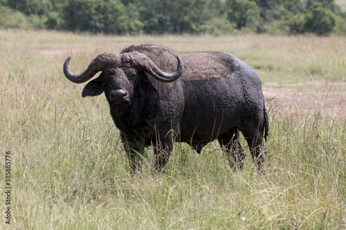 An African buffalo or Cape buffalo  Syncerus caffer  in Tanzania. 